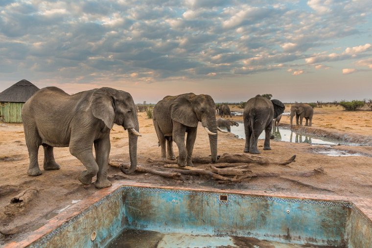 059 Zimbabwe, Hwange NP, olifanten.jpg